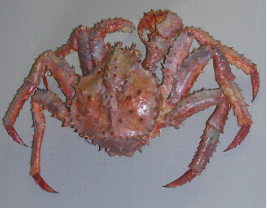 ��% metaKeywords %��